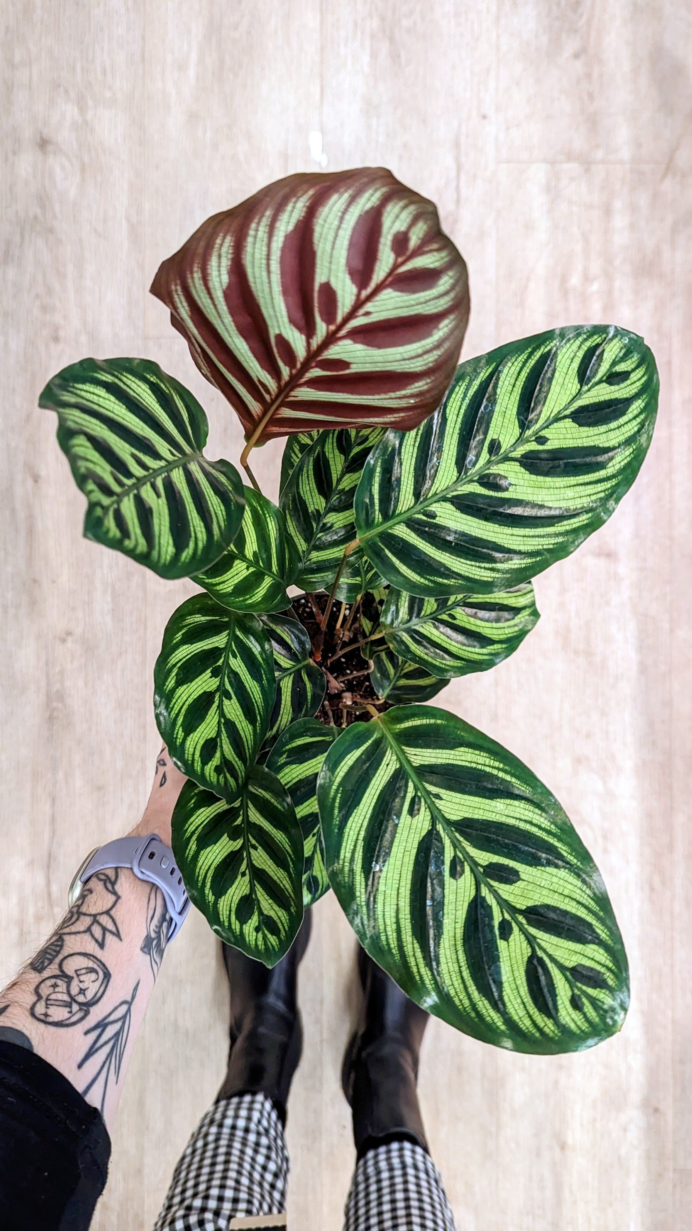 Calathea Makoyana (Several options)