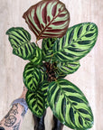 Calathea Makoyana (Several options)