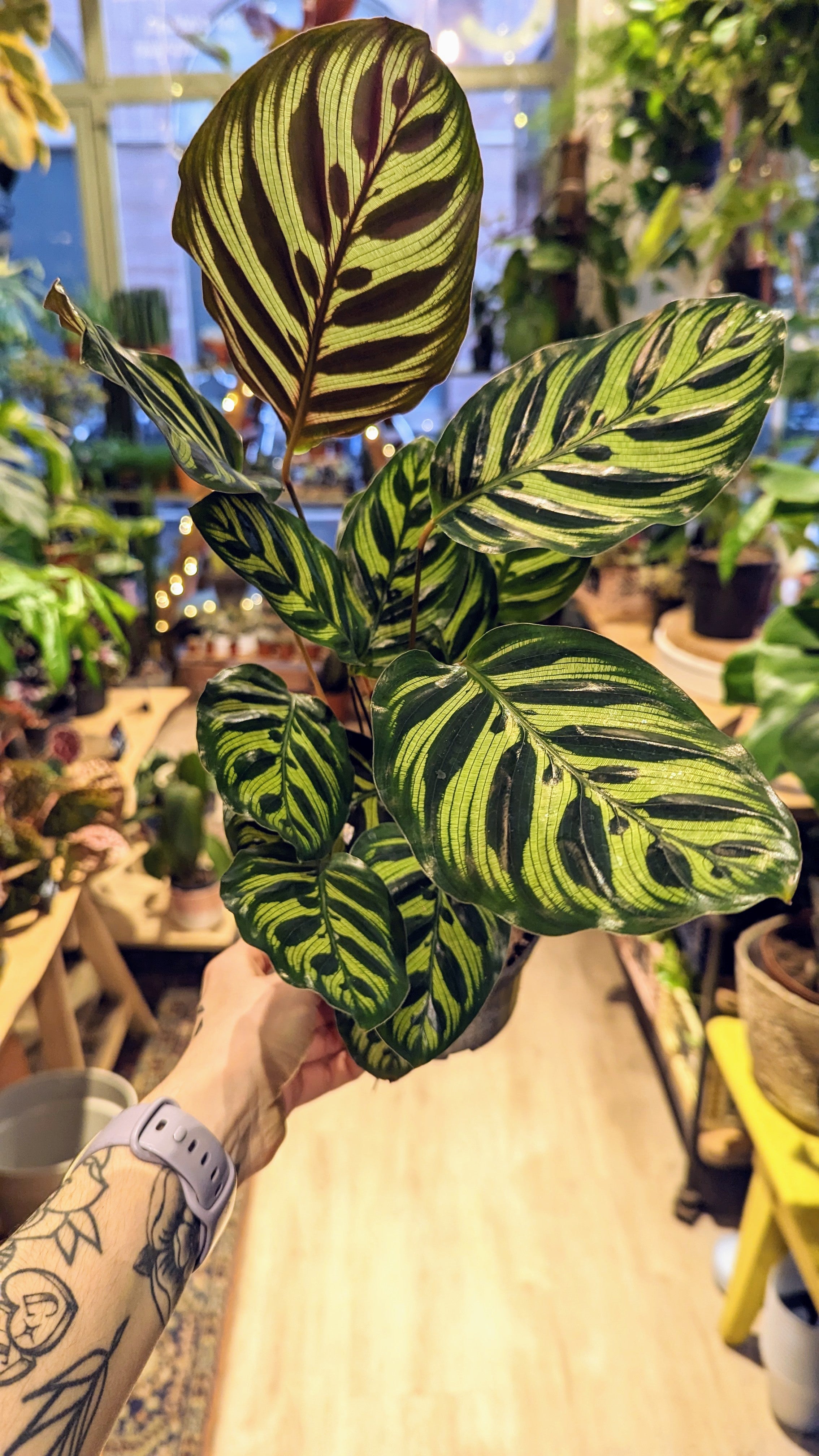 Calathea Makoyana (Several options)