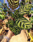 Calathea Makoyana (Several options)