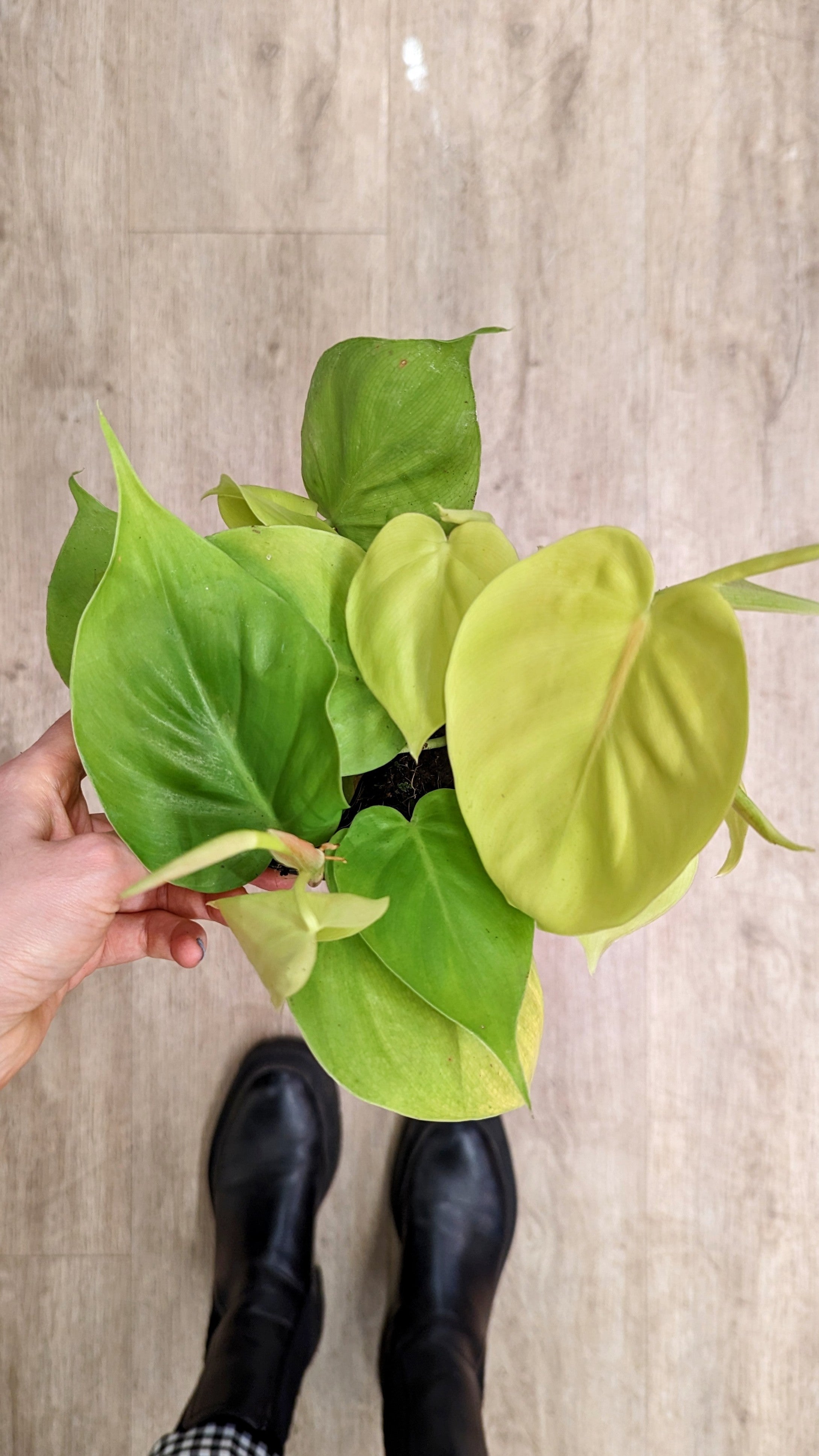 Philodendron Hederaceum &#39;Lemon Lime&#39;