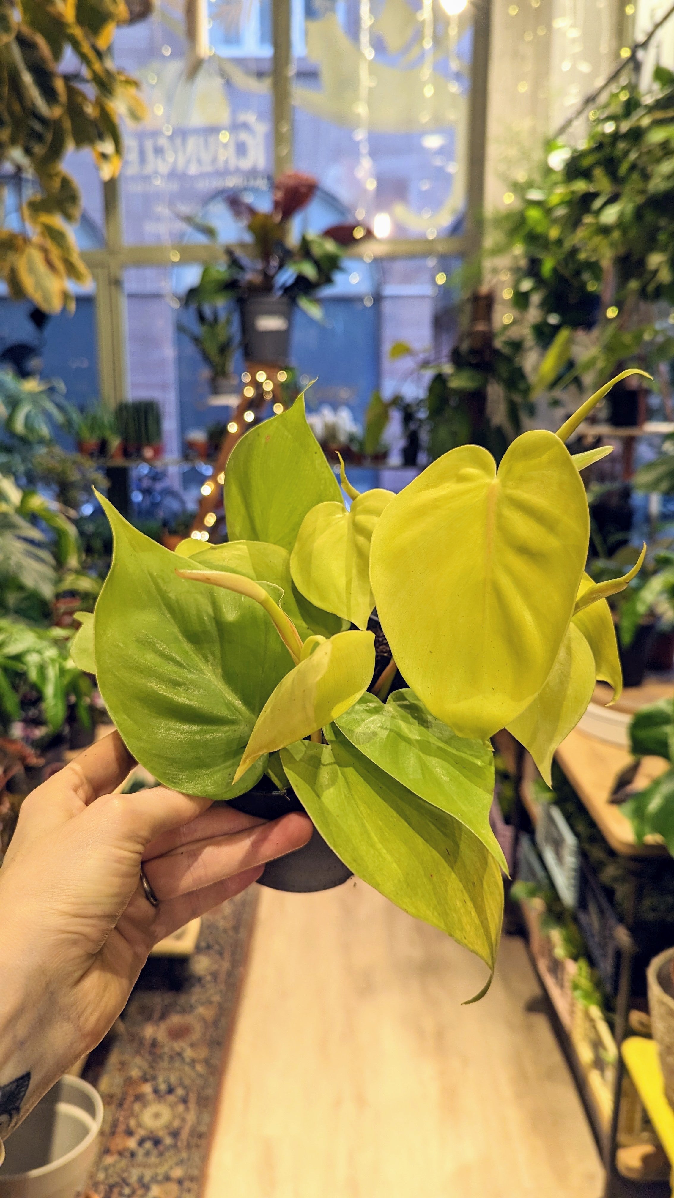 Philodendron Hederaceum &#39;Lemon Lime&#39;