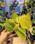 Philodendron Hederaceum 'Zitronenlimette'