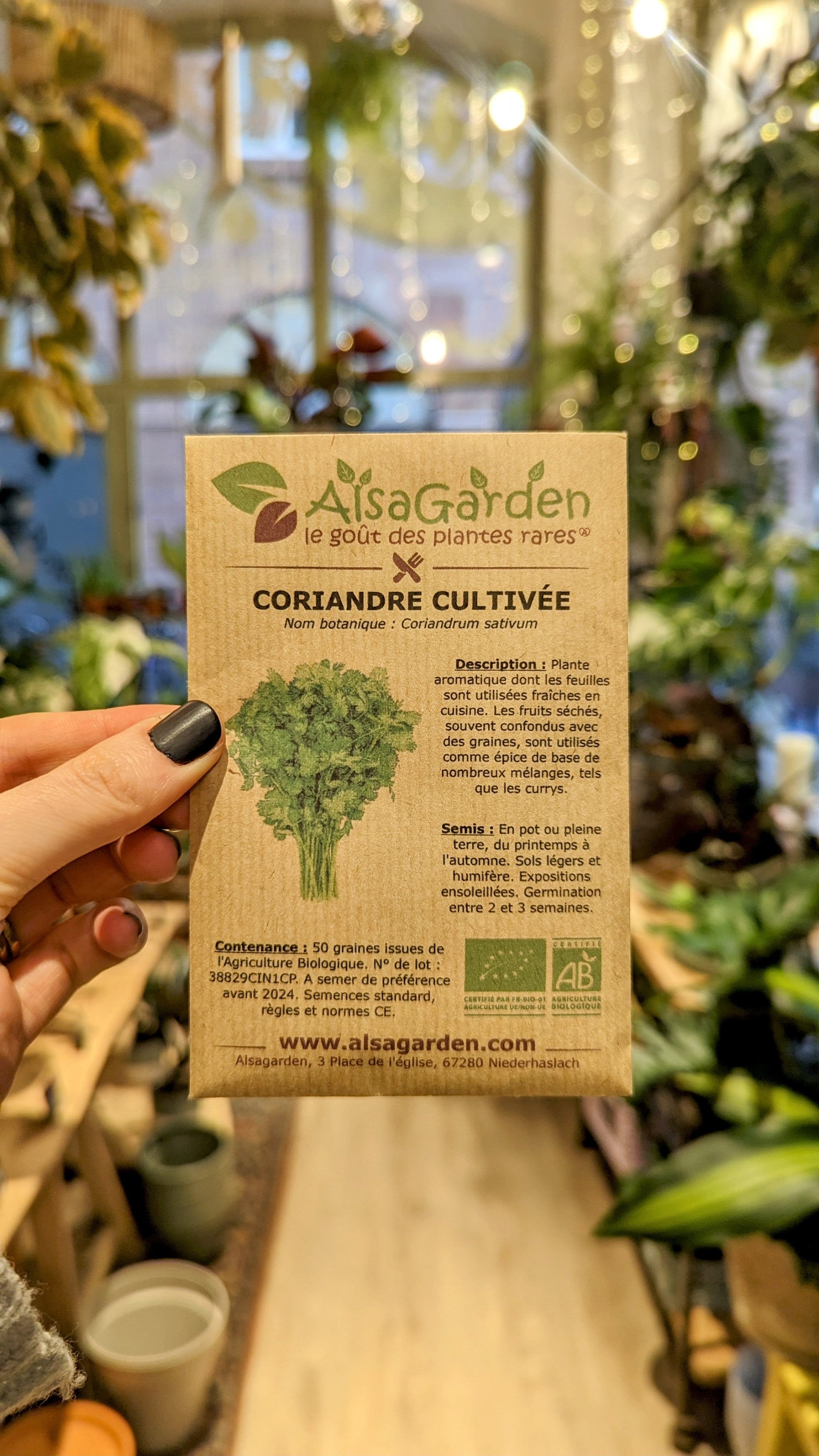 Organic &#39;Cultivated&#39; Coriander | Alsagarden Seed