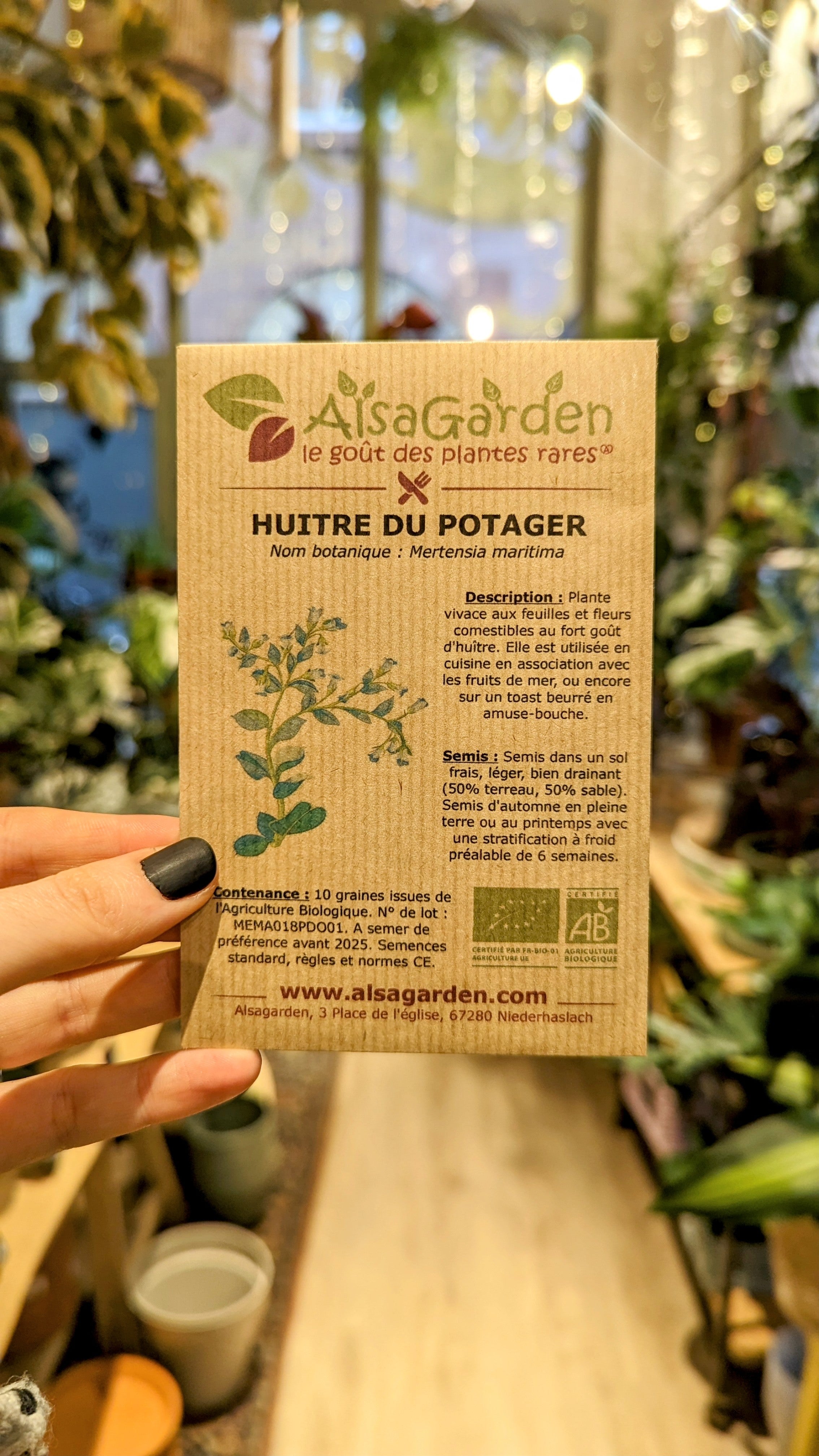 Organic vegetable garden oyster | Alsagarden seeds