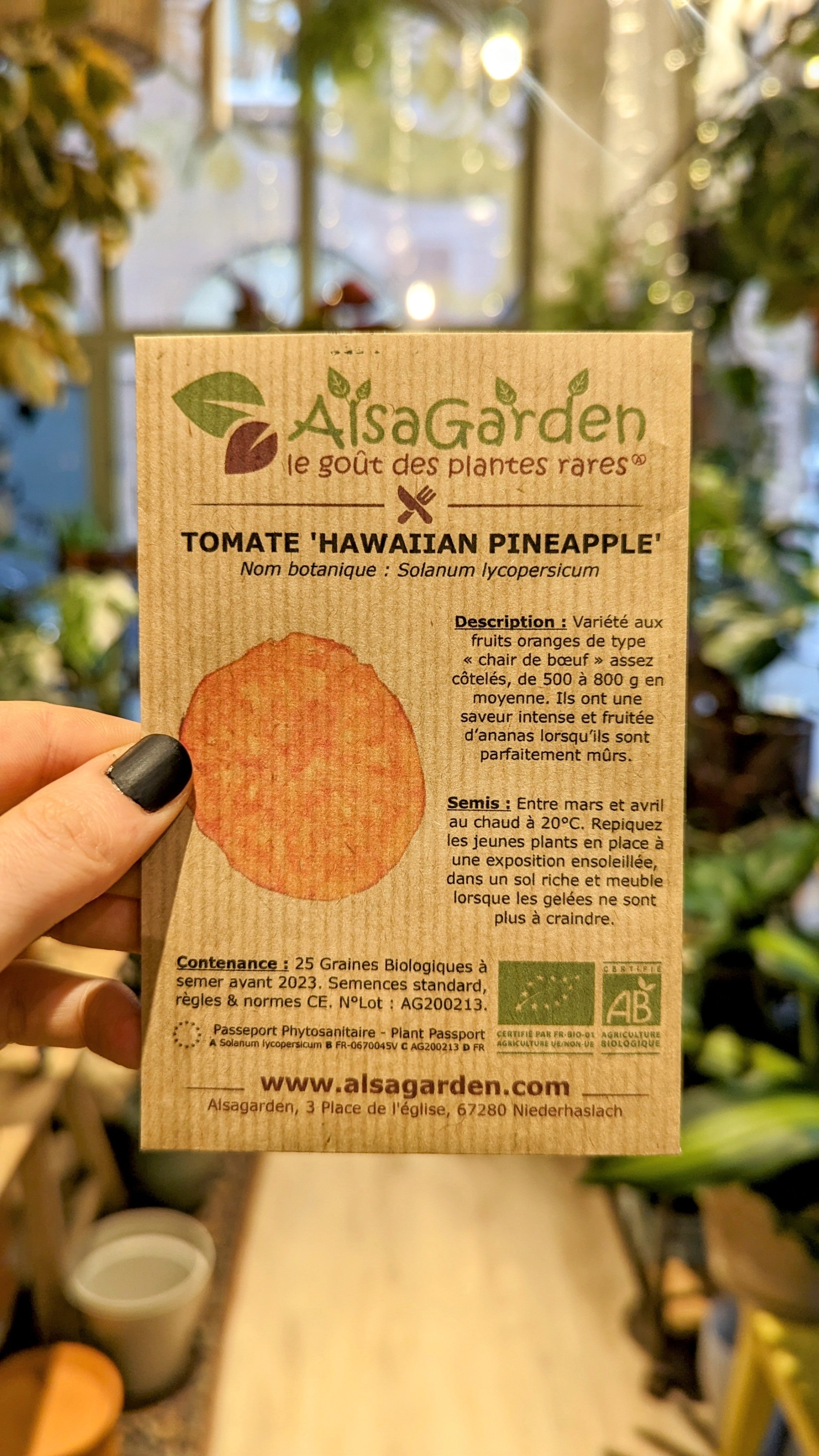 Tomato &#39;Hawaii Pineapple&#39; ORGANIC | Alsagarden seeds