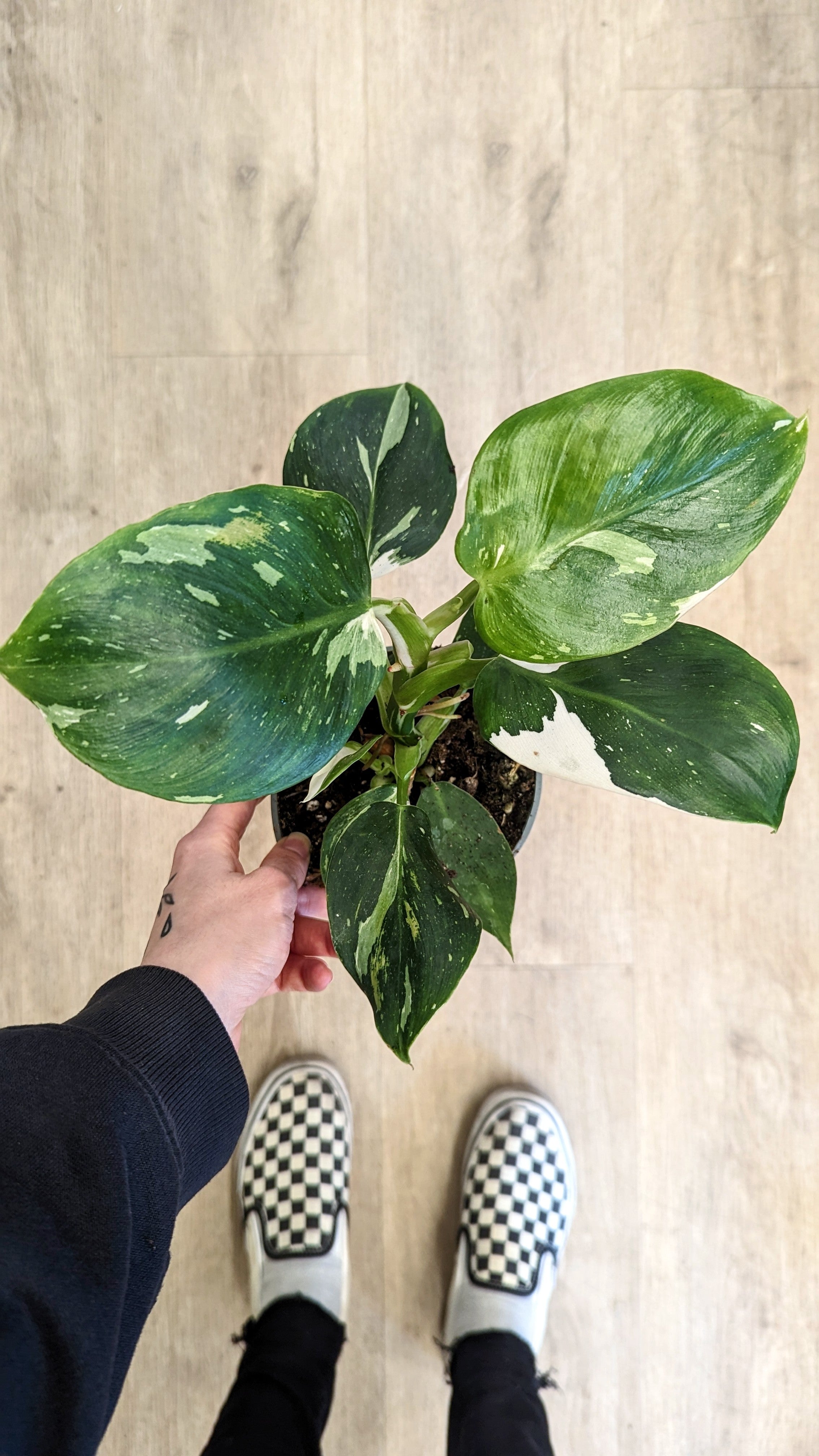 Philodendron &#39;White Wizard&#39;