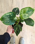 Philodendron 'White Wizard' (Plusieurs options)