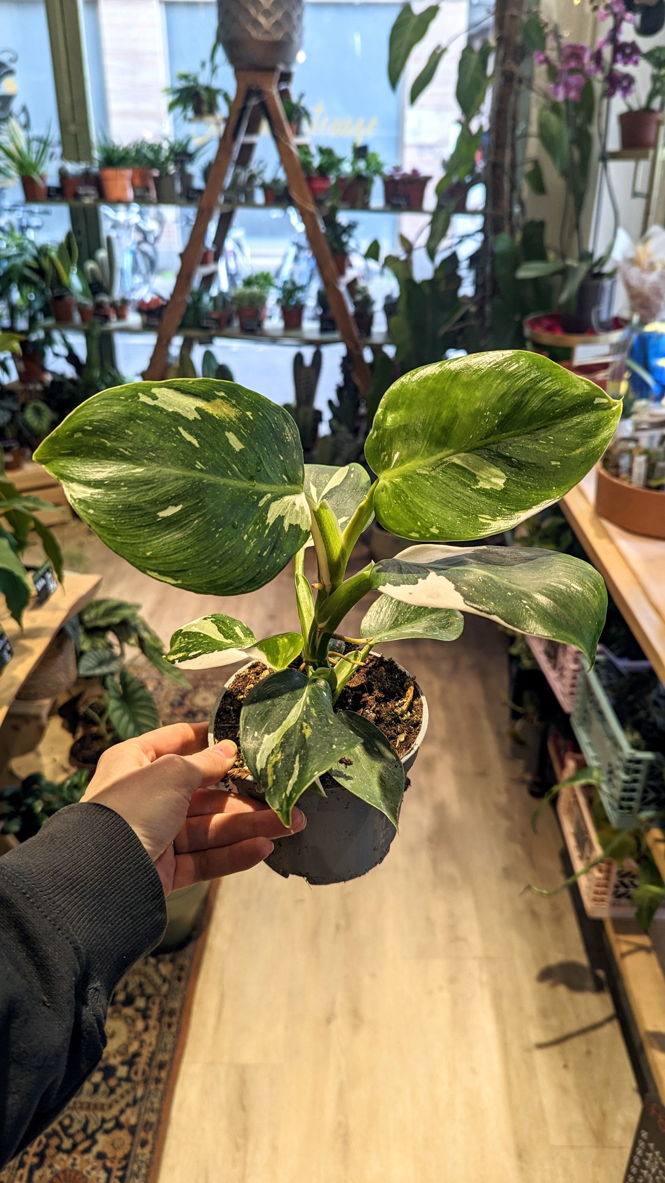Philodendron &#39;White Wizard&#39; (Plusieurs options)