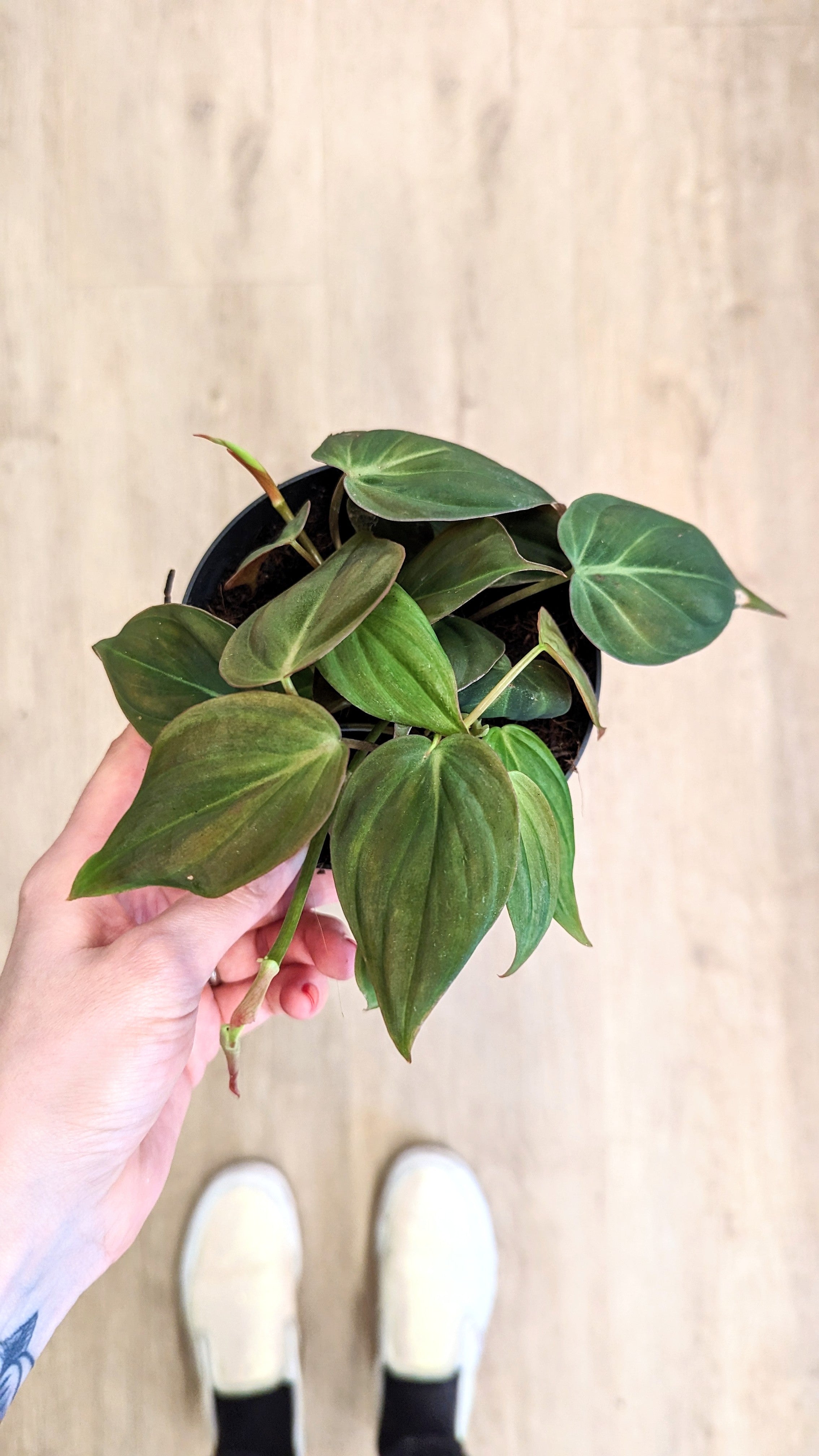 Philodendron Scandens &#39;Micans&#39; (Plusieurs options)