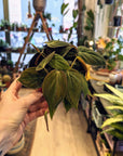 Philodendron Scandens 'Micans' (Plusieurs options)