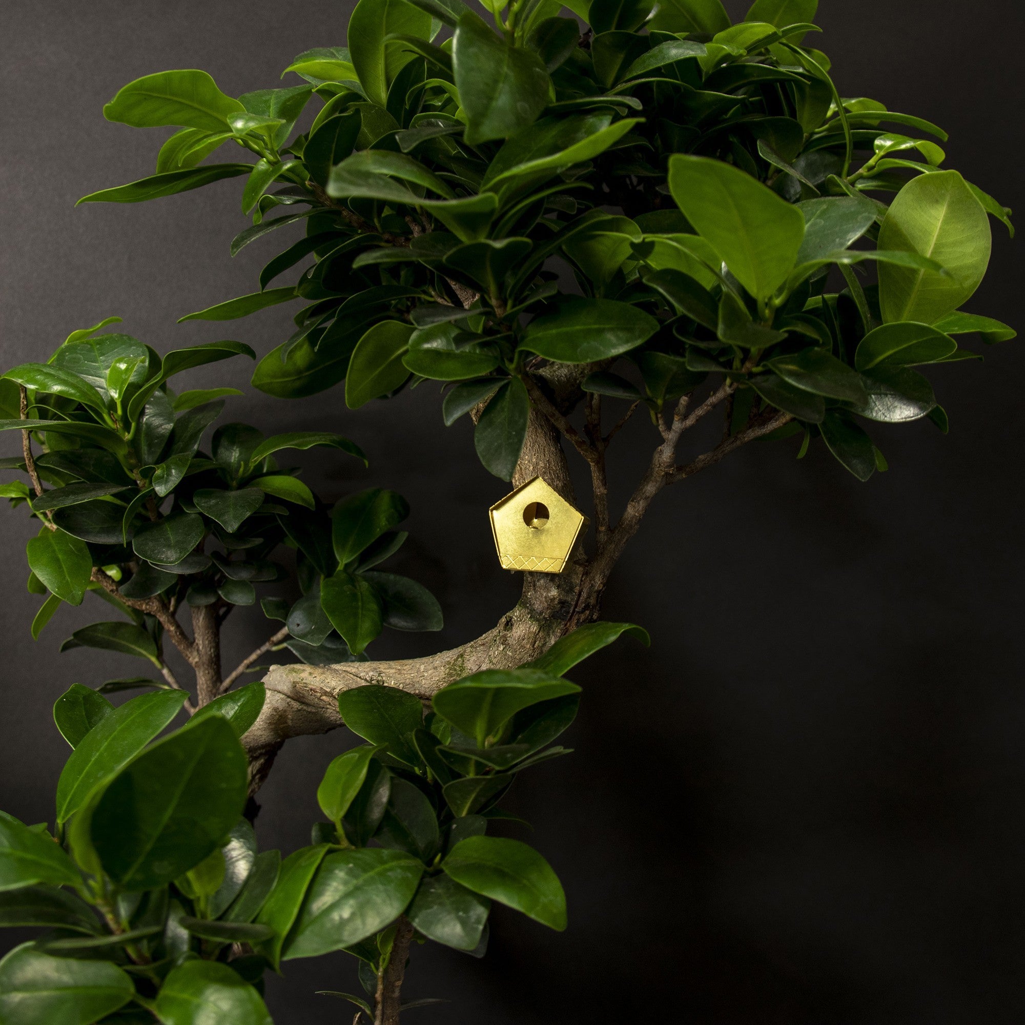 Botanopia | Décoration de plantes - Mini nichoir