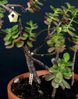 Botanopia | Décoration de plantes - Mini nichoir