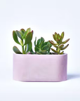 Juny | Concrete flowerpot