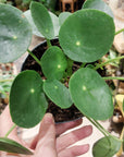 Pilea peperomoides (Plusieurs tailles)