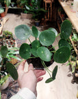 Pilea peperomoides (Plusieurs tailles)