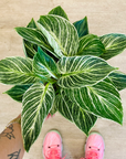 Philodendron Birkin (Mehrere Optionen)